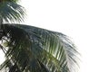 Tropical coconut leaves with branches on white isolated background for green foliage backdrop Royalty Free Stock Photo