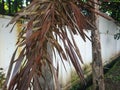 the stalk of a palm tree that has withered and dried up