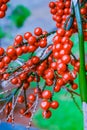 Palm lily fruit bears very beautiful red fruit Royalty Free Stock Photo