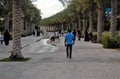 Palm lined Park walkway