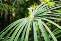 The palm of Liviston. suitable for lovers of large indoor plants Royalty Free Stock Photo