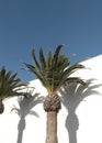 Palm location travel Canary Island