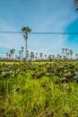 Palm lotus fields