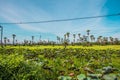 Palm lotus fields