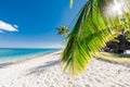 Palm luxury beach with white sand, sun and quiet ocean. Tropical banner Royalty Free Stock Photo