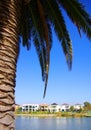 Palm At Mawson Lakes