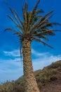 Palm on the Monte Corona Volcano, Lanzarote,  Spain Royalty Free Stock Photo