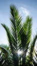 Palm Nature Royalty Free Stock Photo