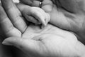 The palm of a newborn baby in the palms of the parents. Close-up of a hand of a child and palms of mother and father. Royalty Free Stock Photo