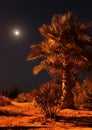 Palm in the night against the moon