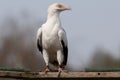 Palm-nut Vulture Royalty Free Stock Photo