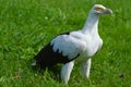 Palm-nut Vulture Royalty Free Stock Photo