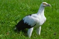 Palm-nut Vulture