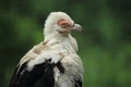 Palm-nut vulture Royalty Free Stock Photo