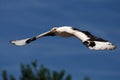 Palm-nut vulture in flight Royalty Free Stock Photo