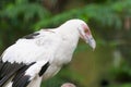 Palm-nut Vulture Royalty Free Stock Photo