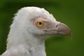 The palm-nut vulture Gypohierax angolensis