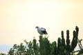 Palm-nut vulture Royalty Free Stock Photo