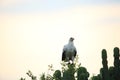 Palm-nut vulture Royalty Free Stock Photo