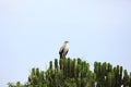 Palm-nut vulture Royalty Free Stock Photo