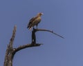 Palm-nut Vulture Royalty Free Stock Photo