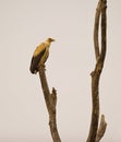 A Palm-nut vulture at his roosting place Royalty Free Stock Photo
