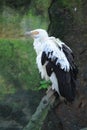 Palm-nut vulture Royalty Free Stock Photo