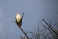 Palm Nut Vulture in tree, Lake Manyara National Park, Tanzania Royalty Free Stock Photo