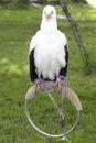 Palm-nut vulture (Gypohierax angolensis)