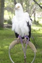 Palm-nut vulture (Gypohierax angolensis)