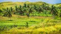 Palm Oasis in Wisata Bukit Teletubbies Hill, Nusa Penida Island, Bali, Indonesia