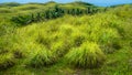 Palm Oasis in Wisata Bukit Teletubbies Hill, Nusa Penida Island, Bali, Indonesia