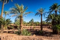 Palm oasis in Zagora province in Morocco