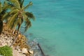 Palm and ocean in Nassau, Bahamas