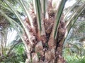 Palm oil abnormally sterile palm type