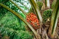 Ripe fruits of oil palm tree, fully matured.