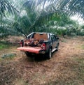 Palm oil farm