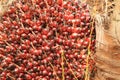 Palm oil fruit