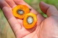 oil palm fruit in the hand, sliced into half