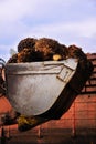 Palm Oil fruits Royalty Free Stock Photo