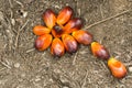 Palm Oil Fruits