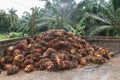 Palm Oil Fruits on the floor Royalty Free Stock Photo