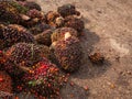 Palm Oil Fruits on the floor.