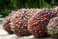 Palm oil fruits Royalty Free Stock Photo