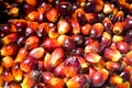 Palm oil fruits Royalty Free Stock Photo