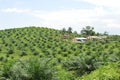 Palm oil plantation Royalty Free Stock Photo