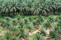 Palm oil plantation Royalty Free Stock Photo