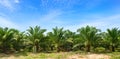 Palm oil plantation