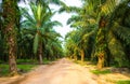 Palm oil plantation Royalty Free Stock Photo