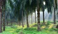 Palm oil Plantation Royalty Free Stock Photo